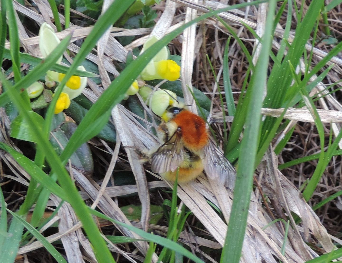 Bombus da identificare: Bombus (Thoracobombus) humilis quasimuscorum