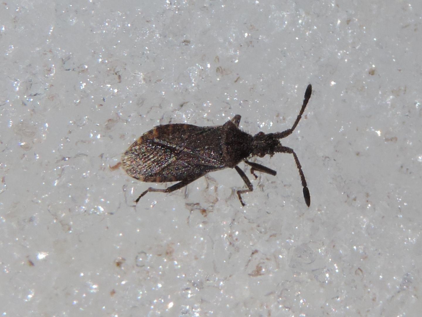 Eterottero sulla neve: Coriomeris alpinus (Coreidae)