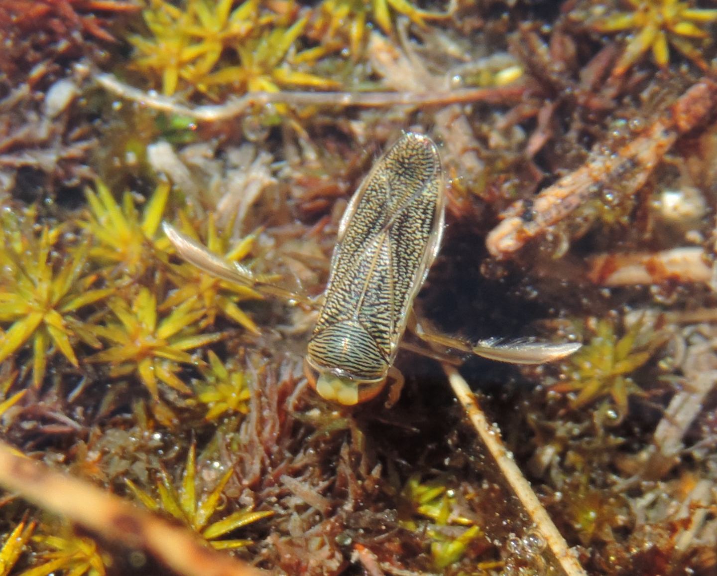 Corixidae: Sigara sp.