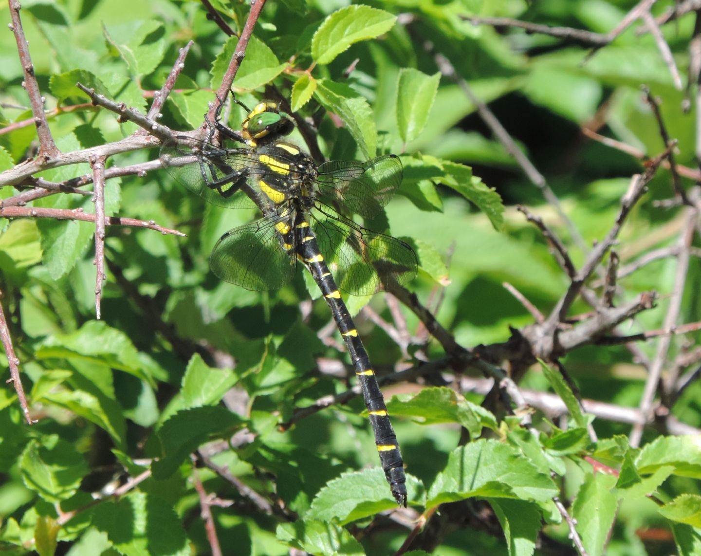 Cordulegaster bidentata