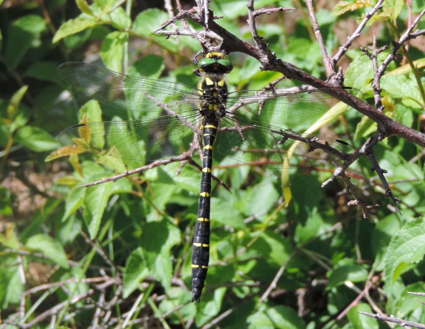 Cordulegaster bidentata