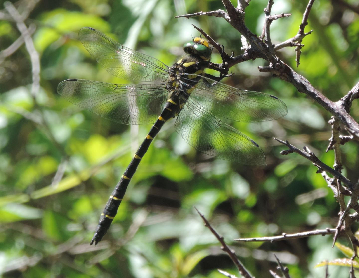 Cordulegaster bidentata