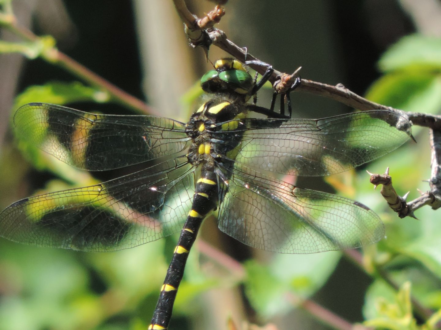 Cordulegaster bidentata