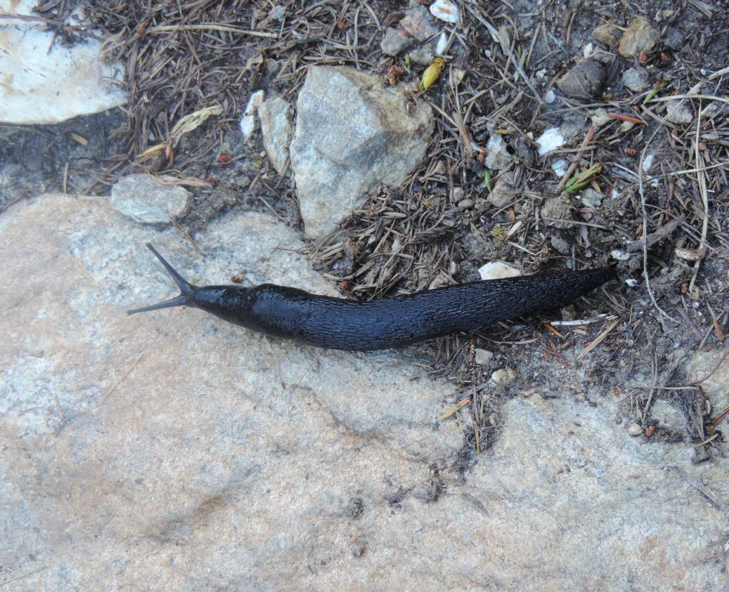 Limacidae nero da identificare