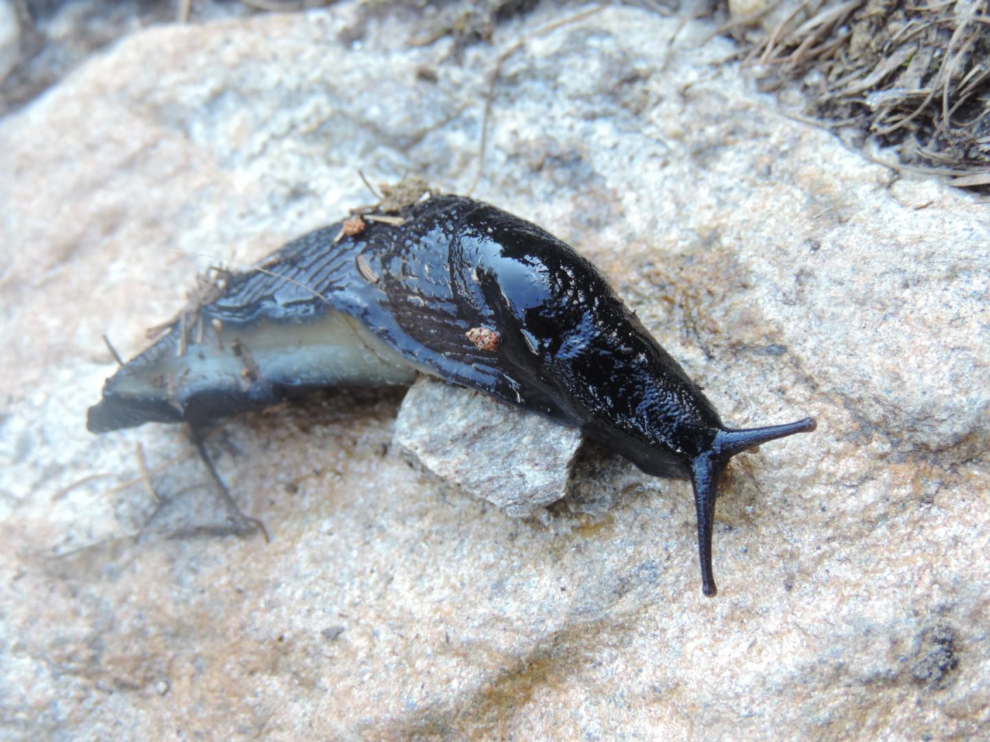 Limacidae nero da identificare
