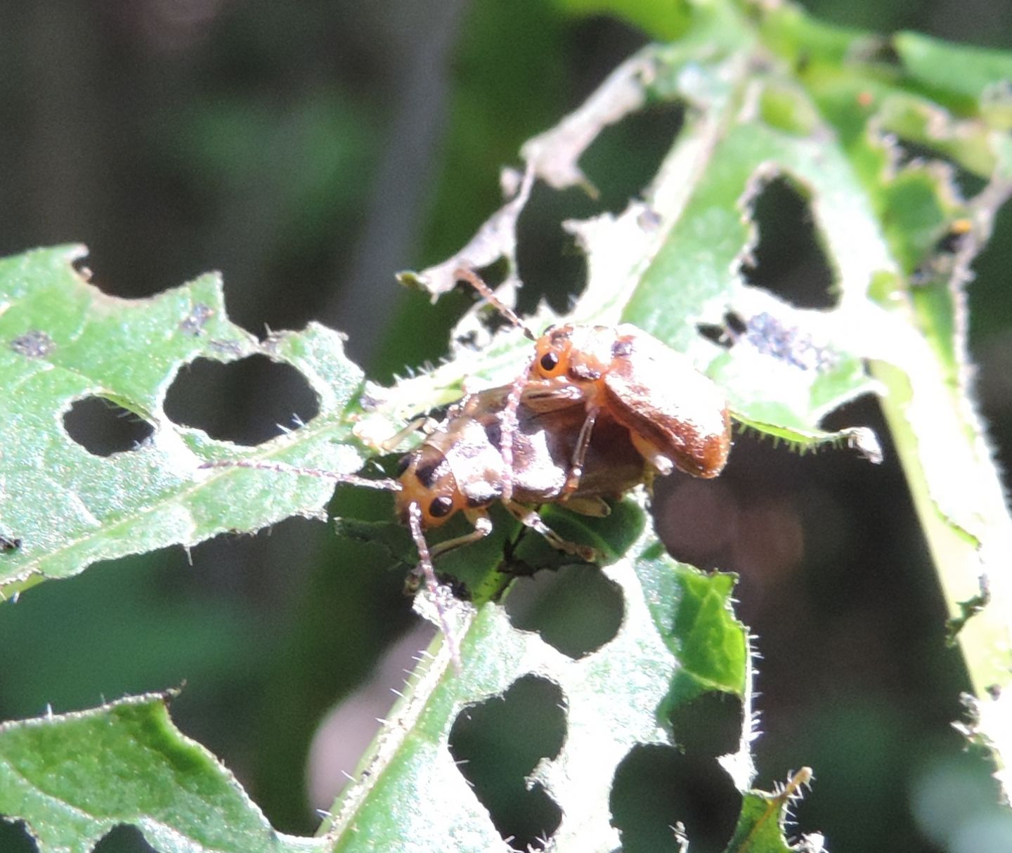 Chrysomelidae: Pyrrhalta viburni? S.