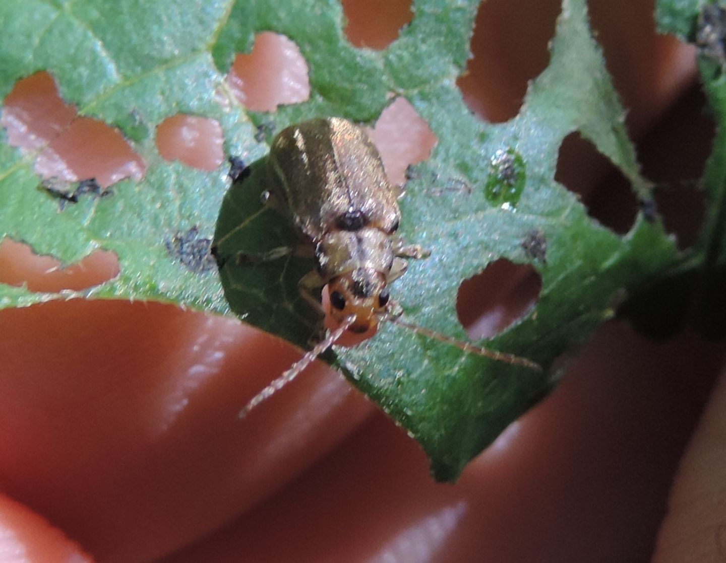 Chrysomelidae: Pyrrhalta viburni? S.