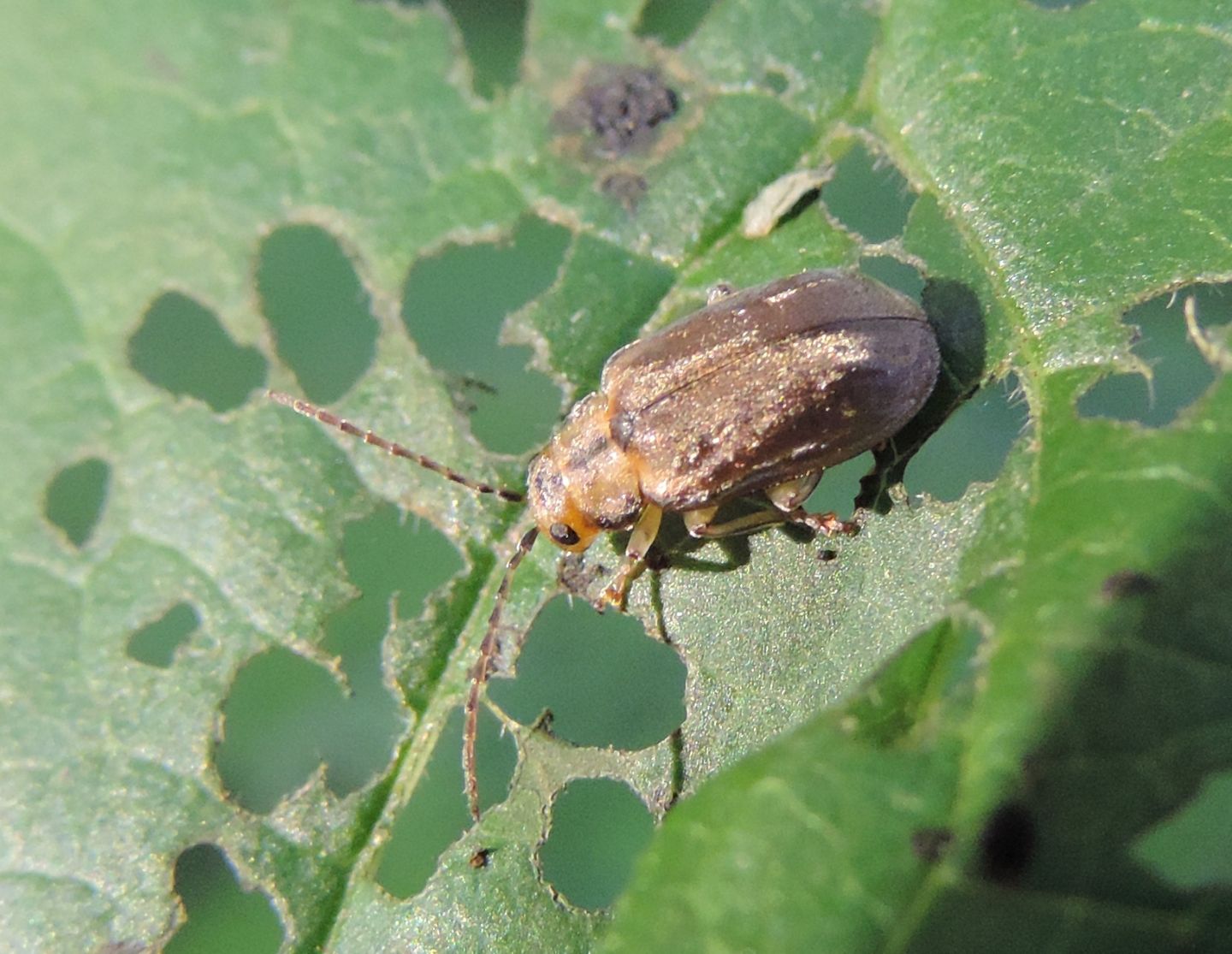 Chrysomelidae: Pyrrhalta viburni? S.