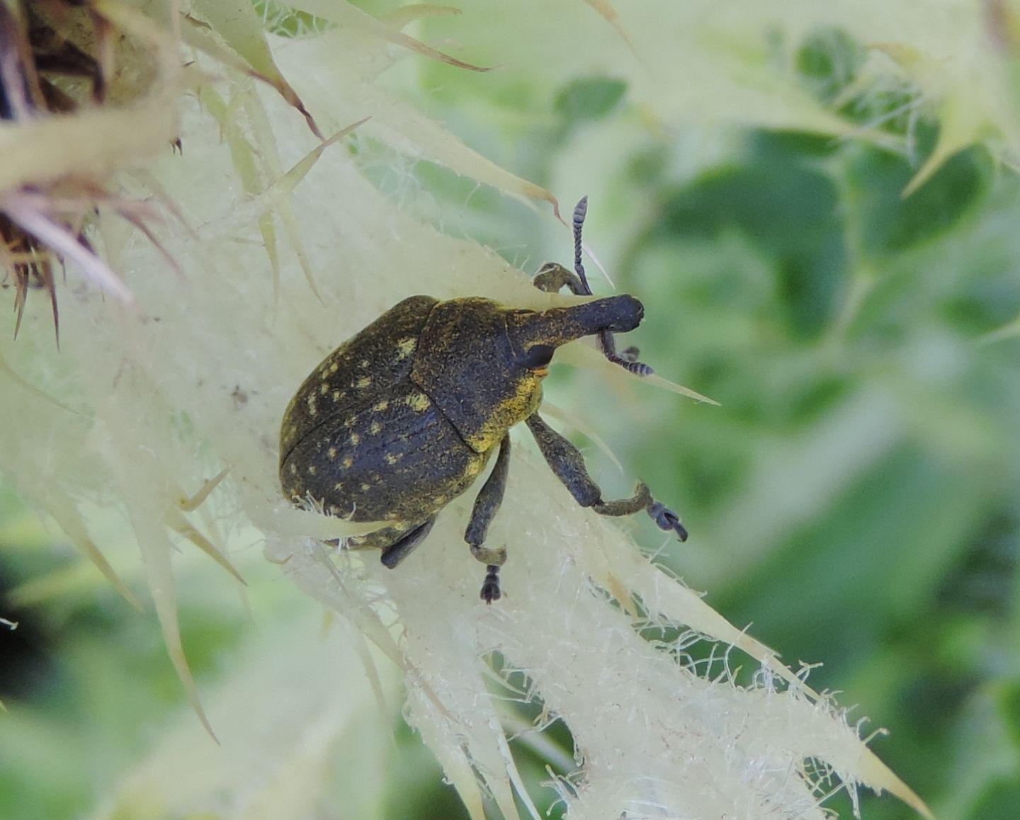 Curculionidae: Larinus sturnus