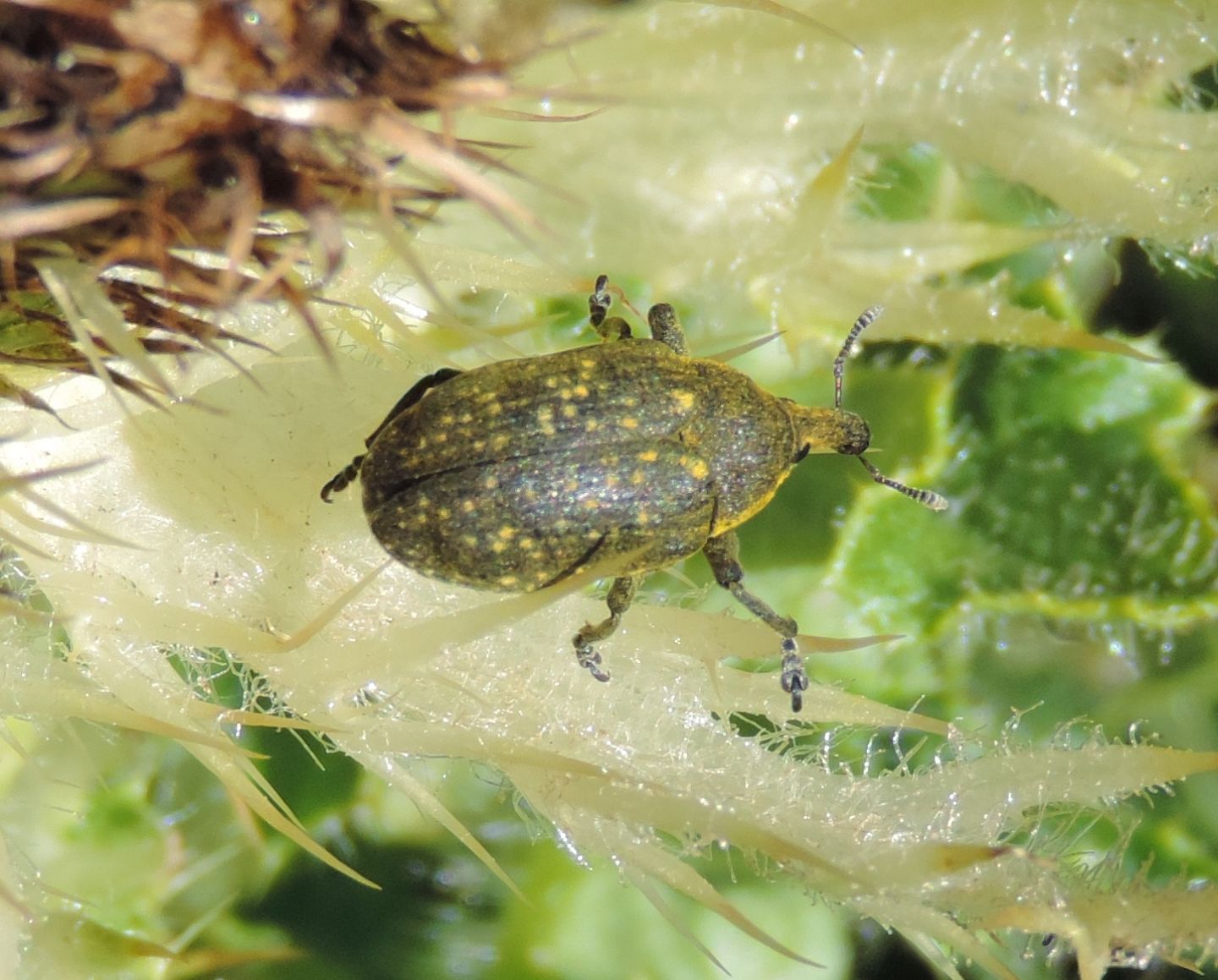 Curculionidae: Larinus sturnus