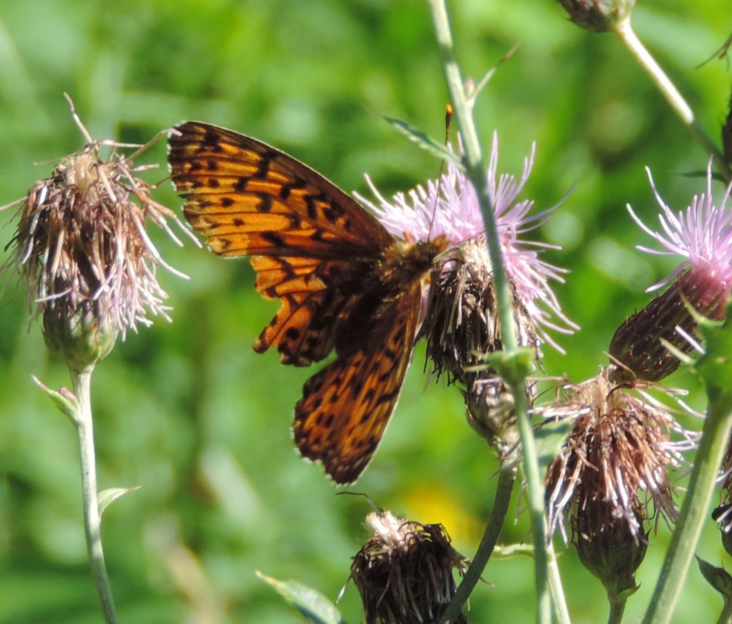 Boloria? Boloria cfr. euphrosyne