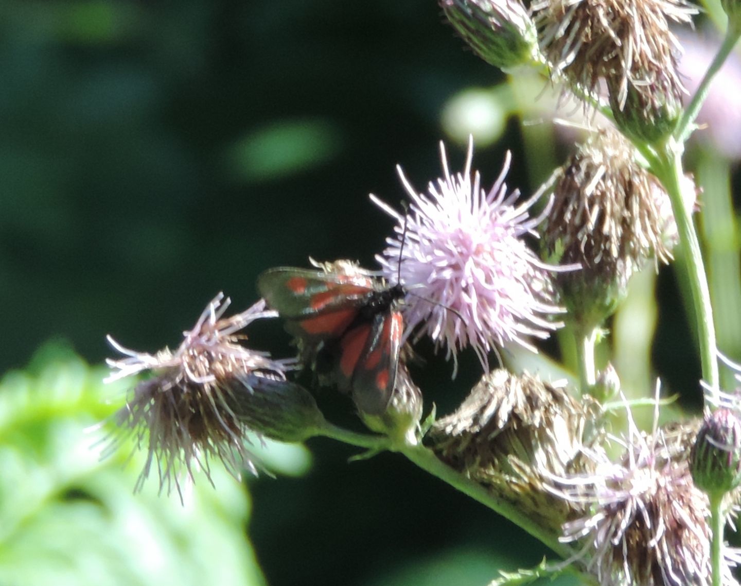 Zygaena cfr. romeo