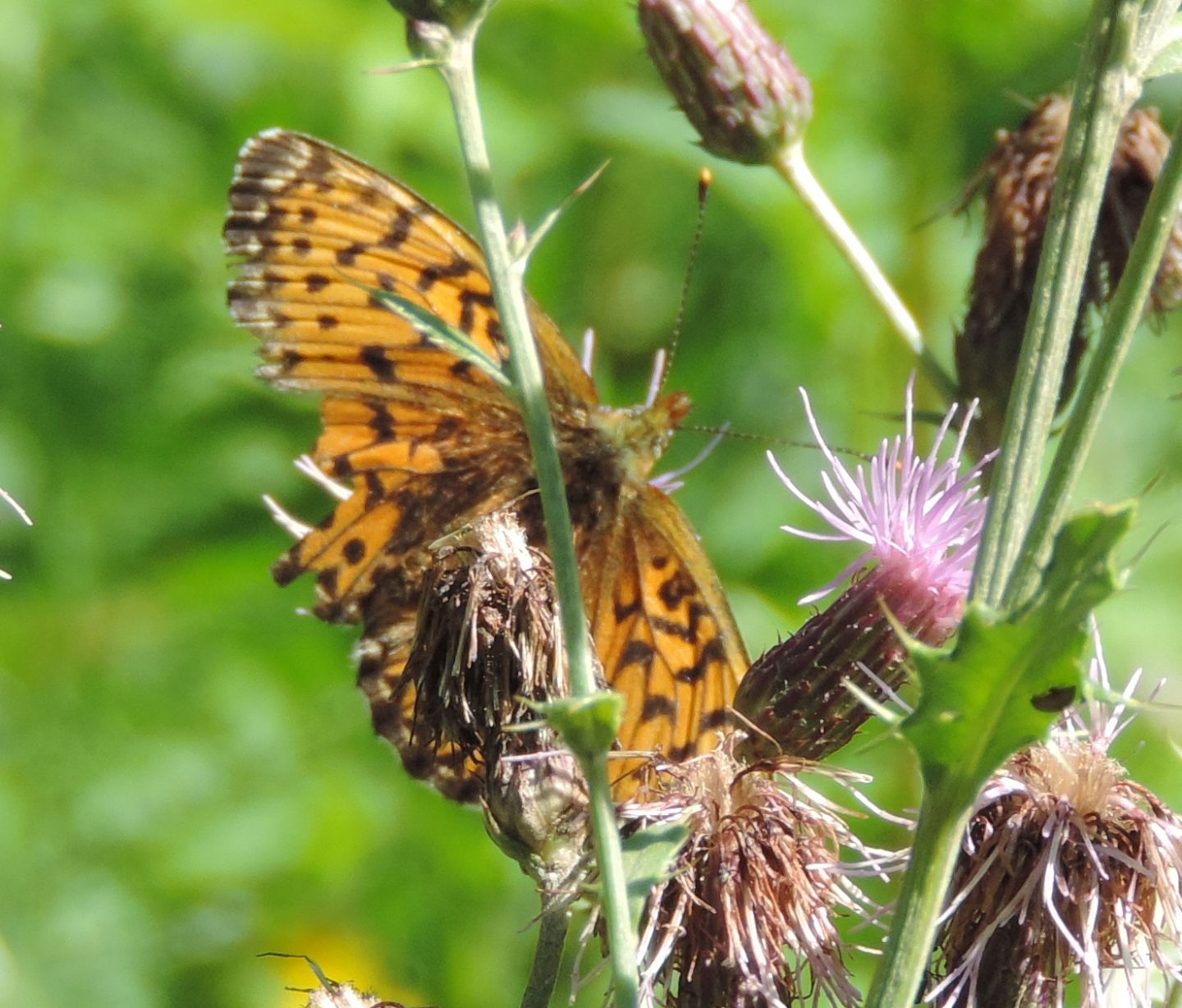 Boloria? Boloria cfr. euphrosyne