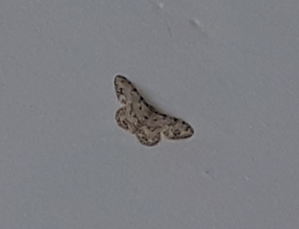 Idaea?