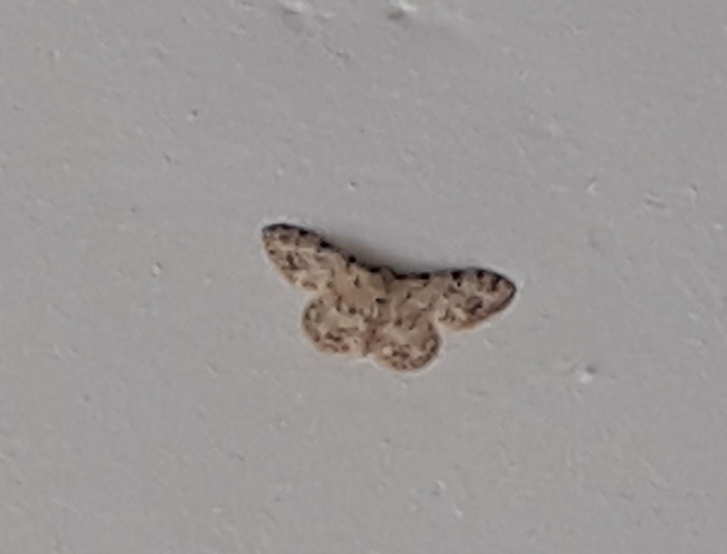 Idaea?