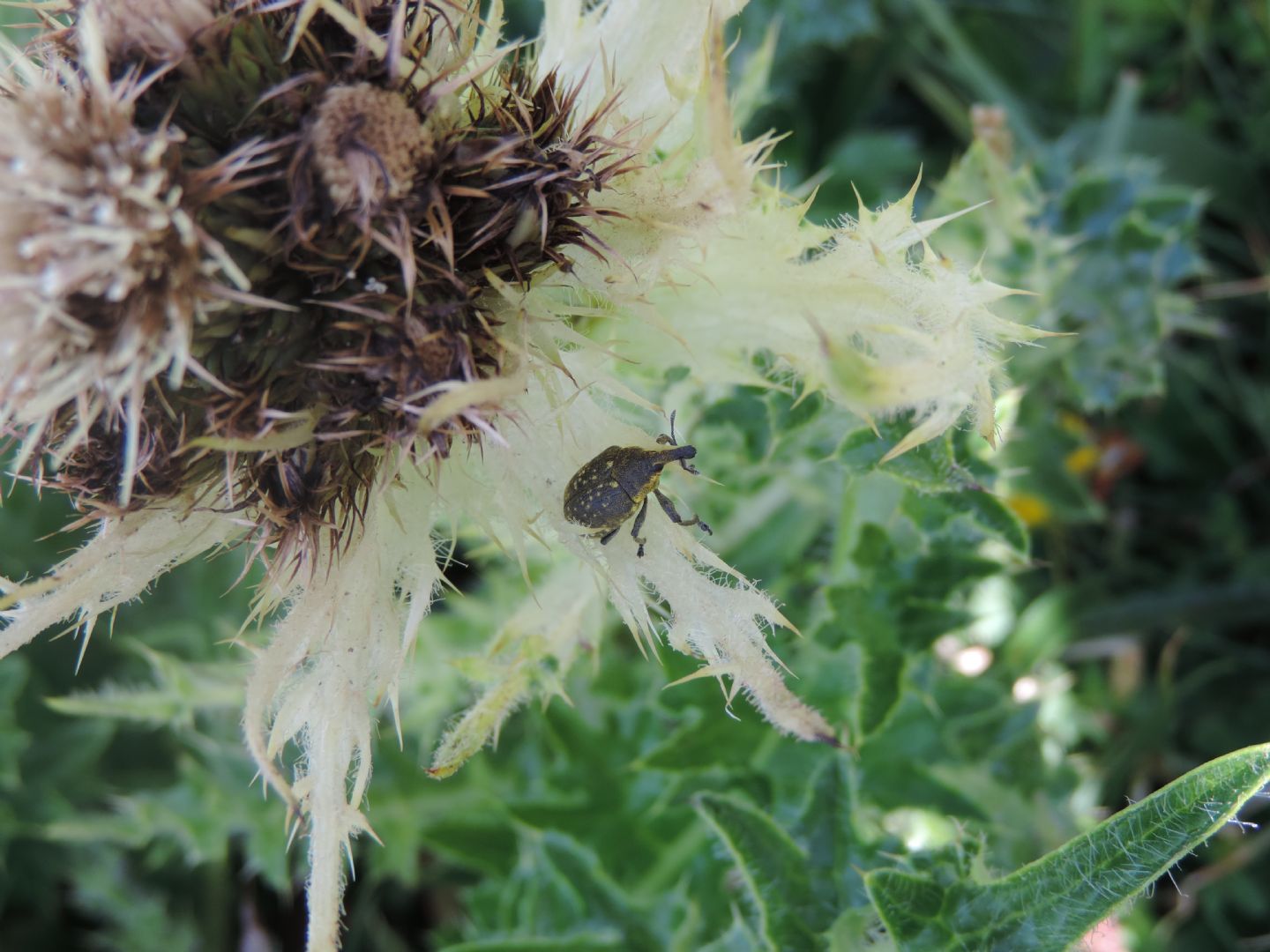 Curculionidae: Larinus sturnus