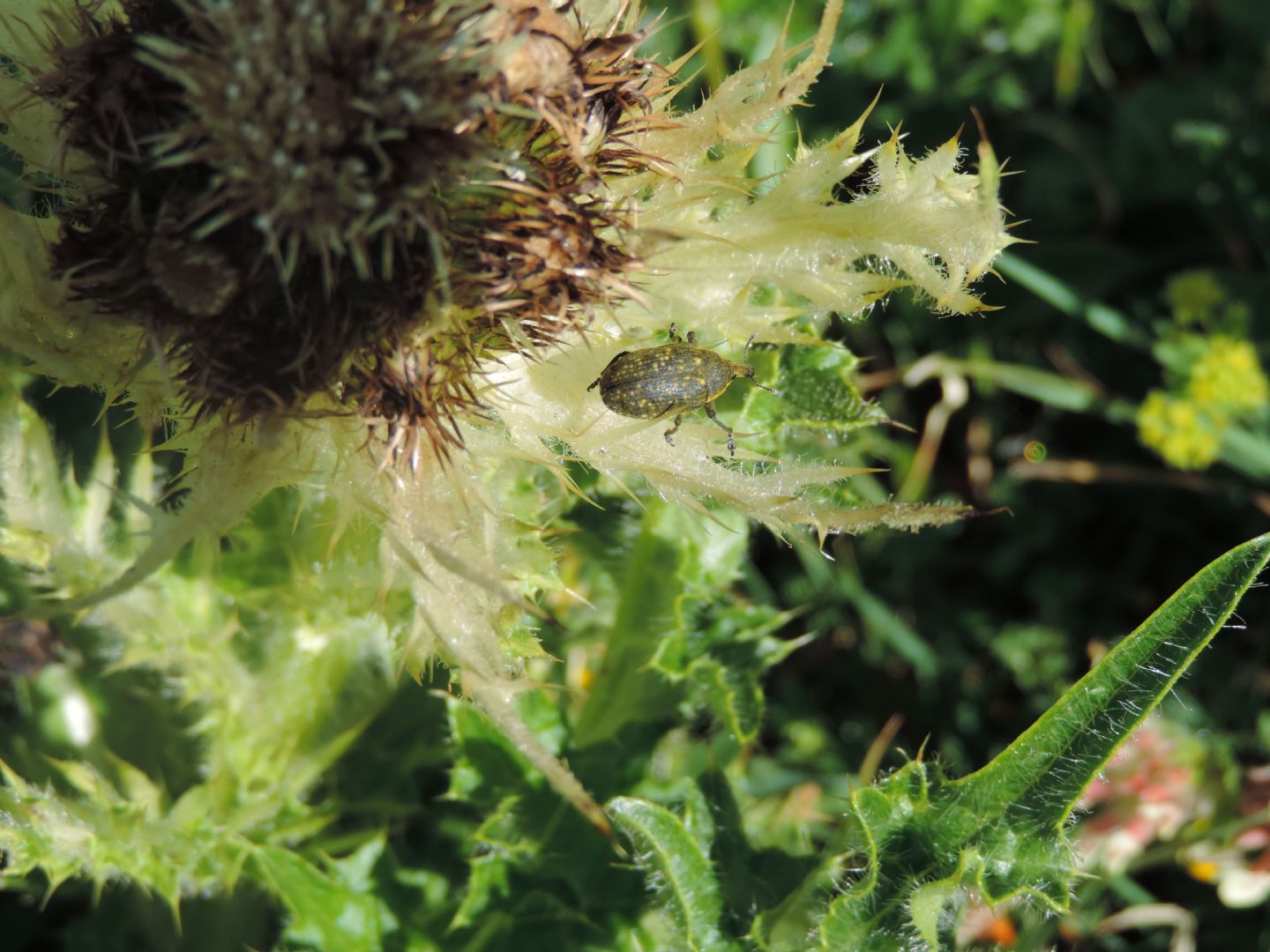 Curculionidae: Larinus sturnus