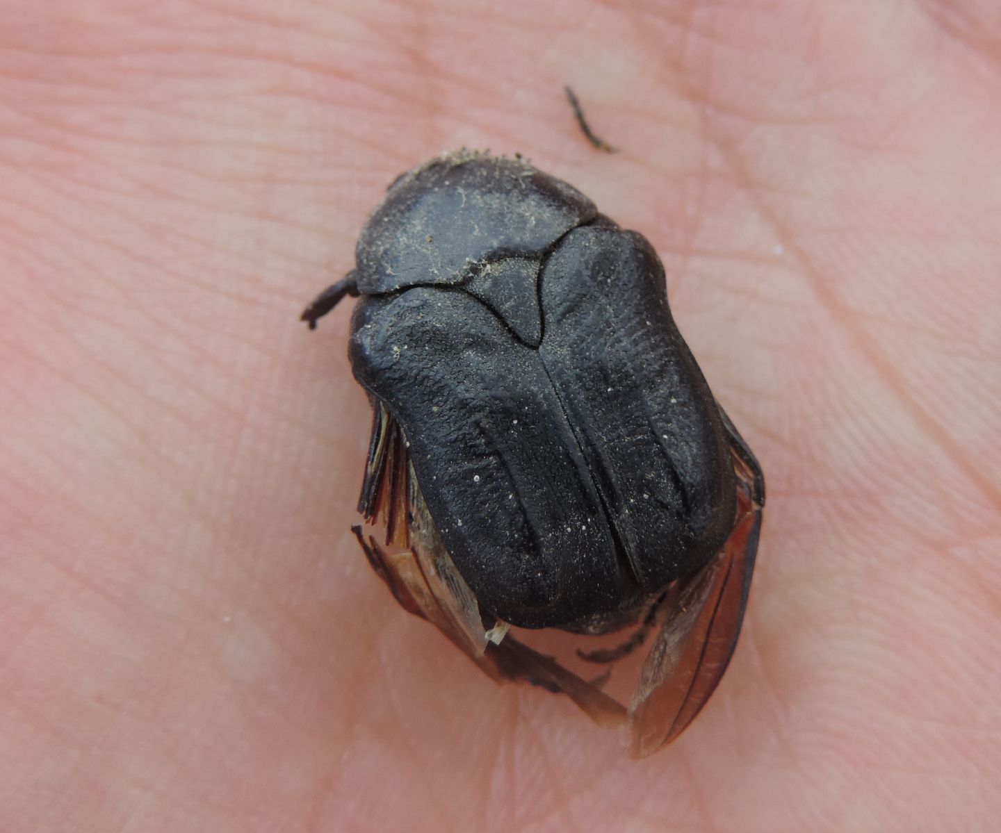 Cetoniidae: Protaetia morio? Sì.