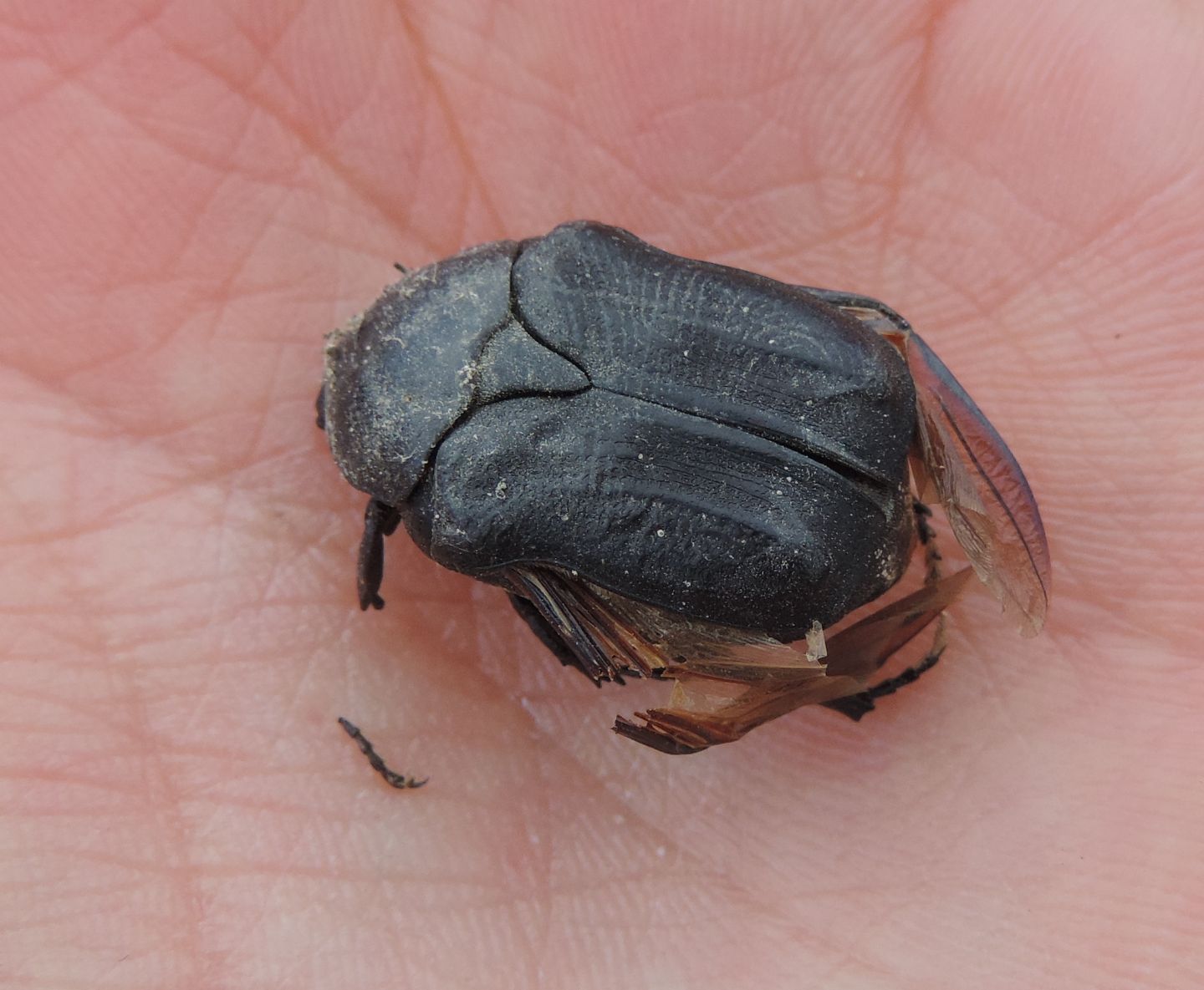 Cetoniidae: Protaetia morio? Sì.