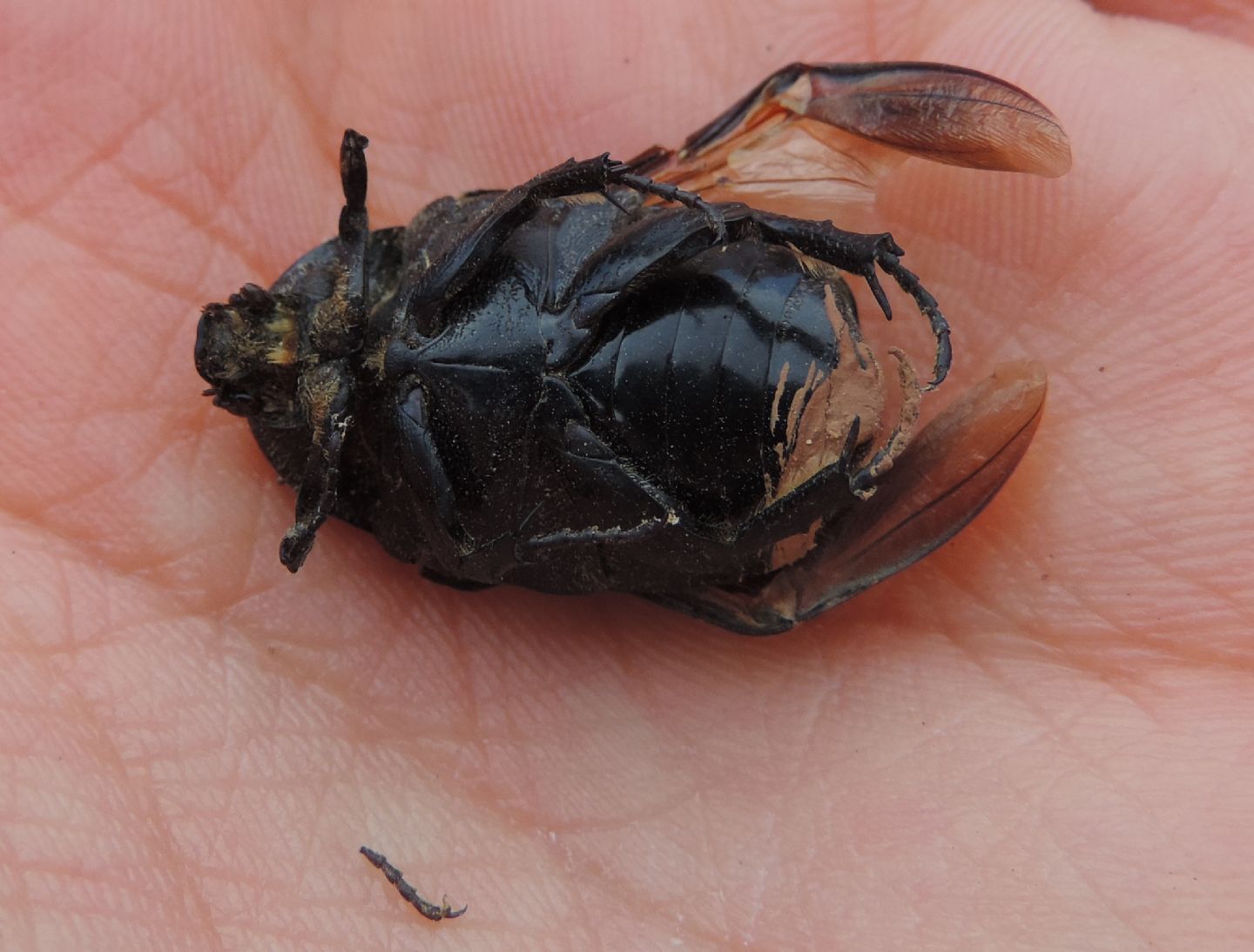 Cetoniidae: Protaetia morio? Sì.