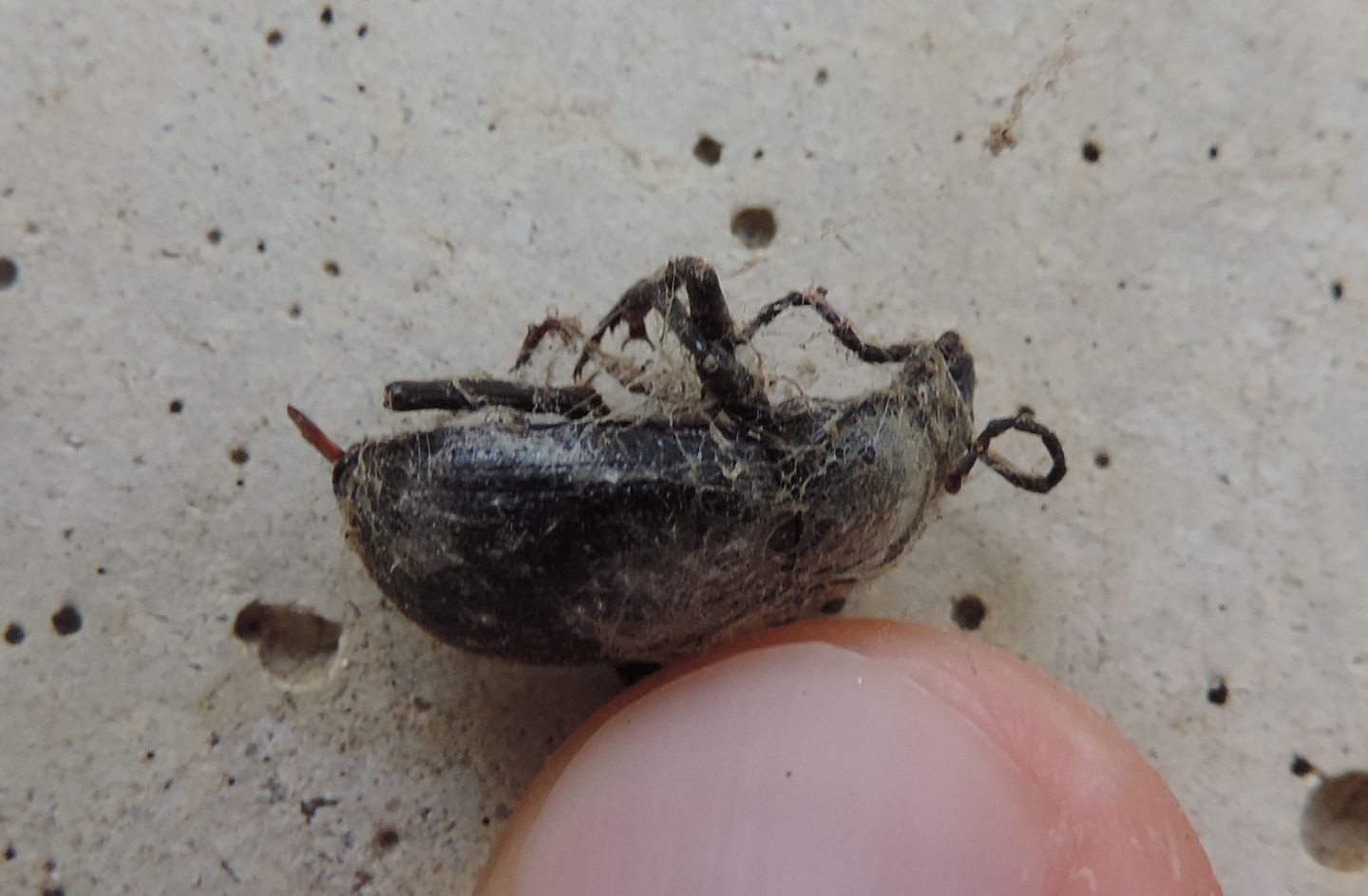 Tenebrionidae: Euboeus (= Probaticus) ebeninus ebeninus