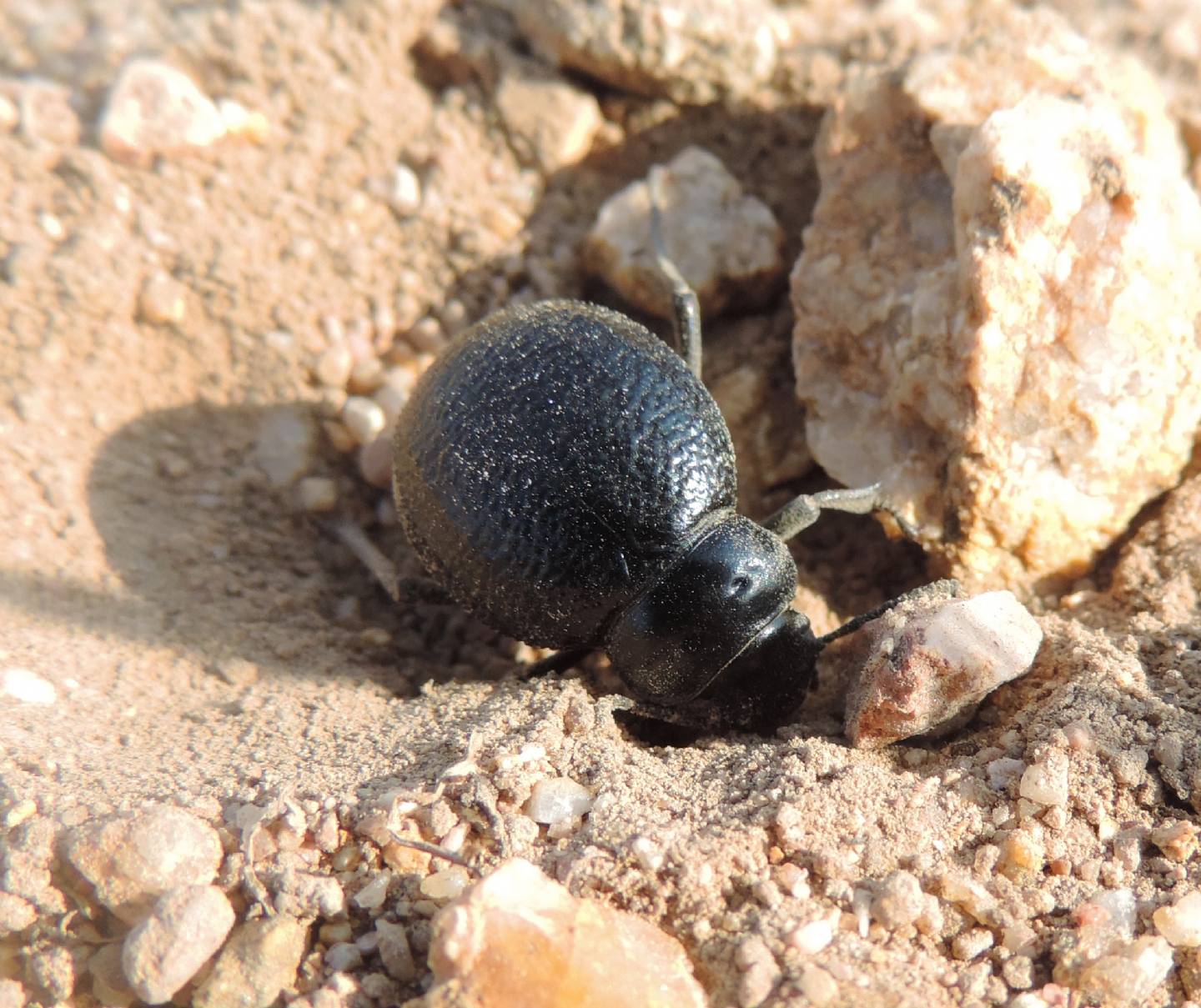Tenebrionidae: Pimelia payraudi payraudi
