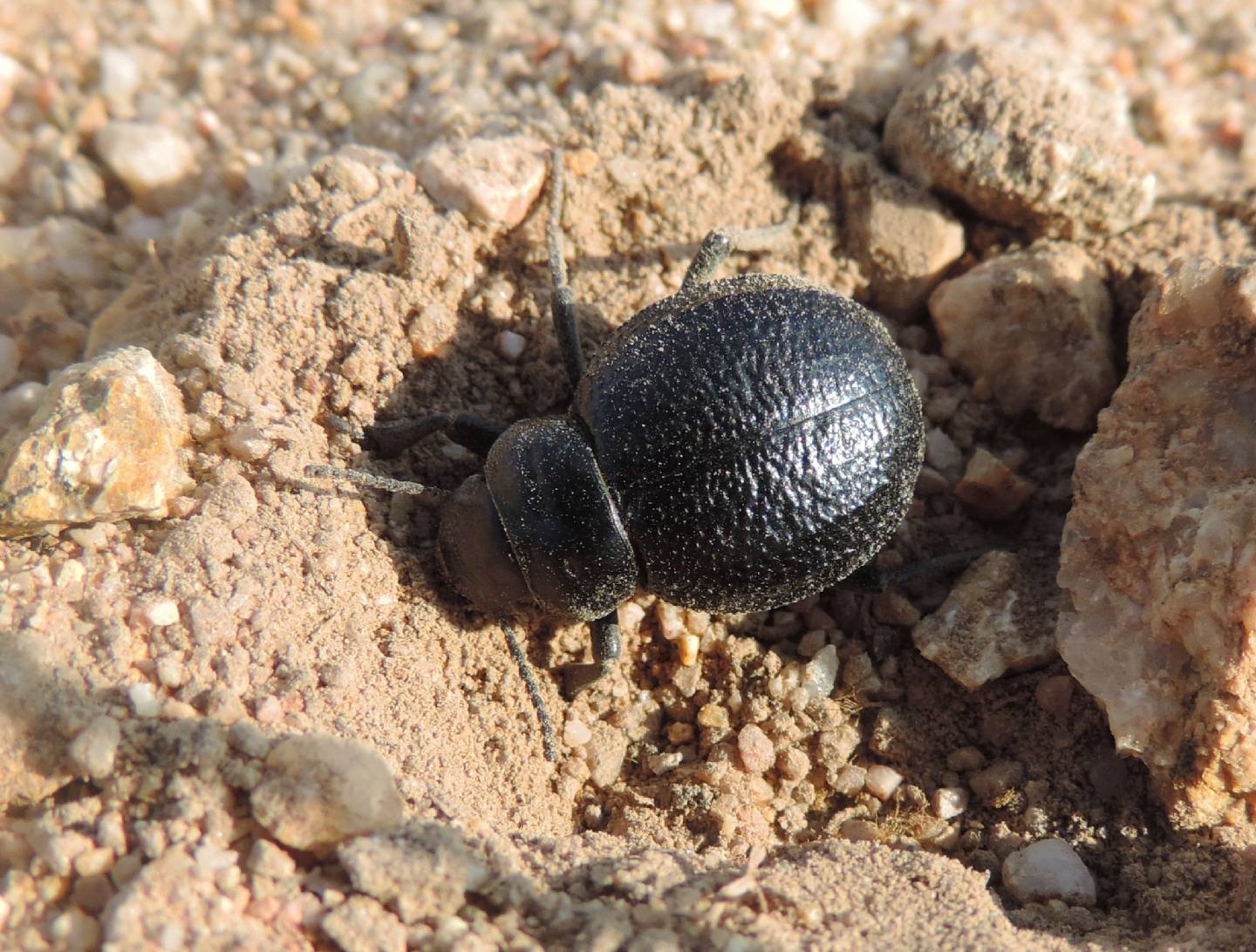 Tenebrionidae: Pimelia payraudi payraudi