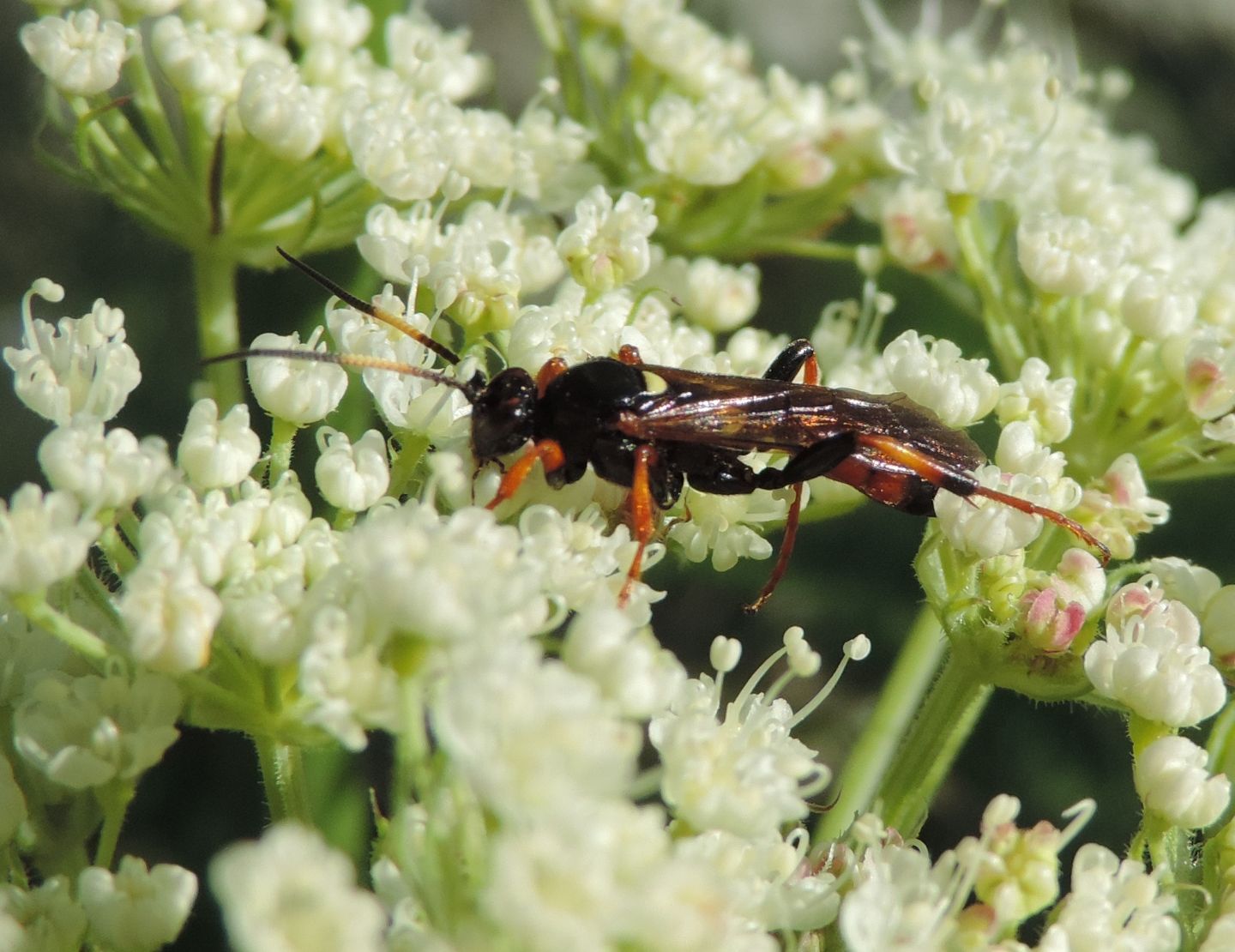 Ichneumonidae? S, Ctenichneumon sp.