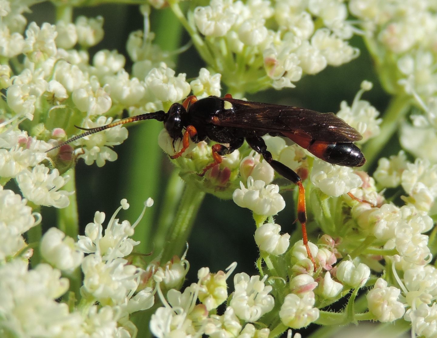 Ichneumonidae? S, Ctenichneumon sp.