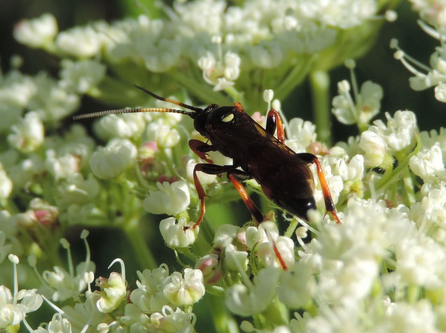 Ichneumonidae? S, Ctenichneumon sp.