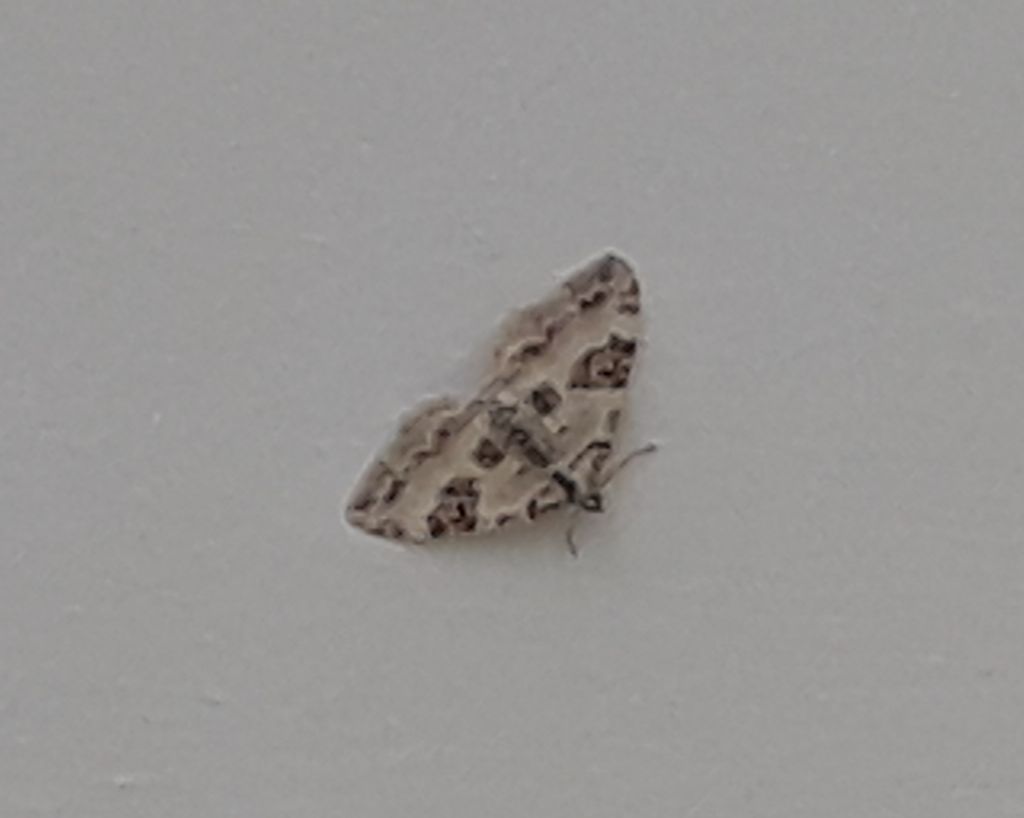 Geometridae: cfr. Perizoma blandiata