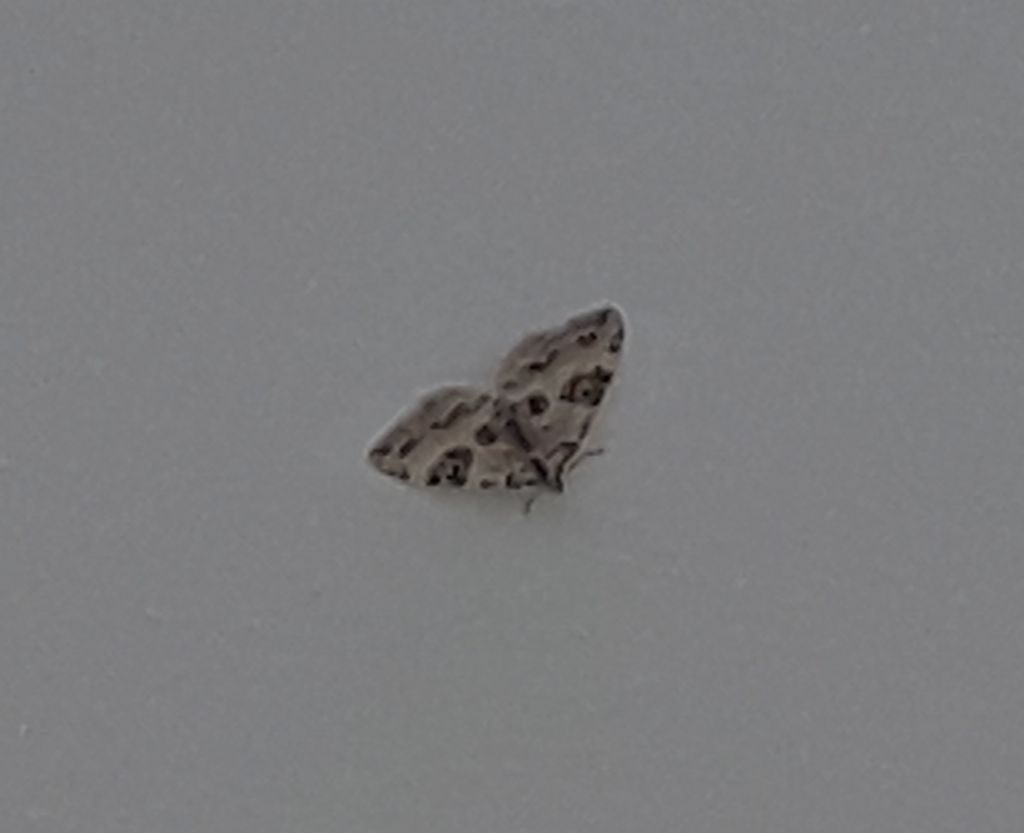 Geometridae: cfr. Perizoma blandiata