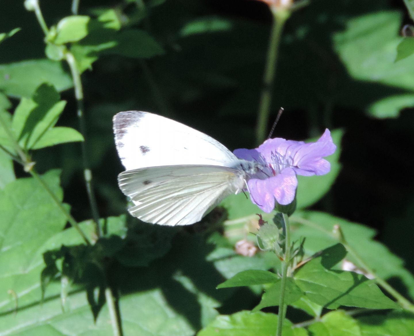 Pieris rapae?    No, Pieris napi, maschio