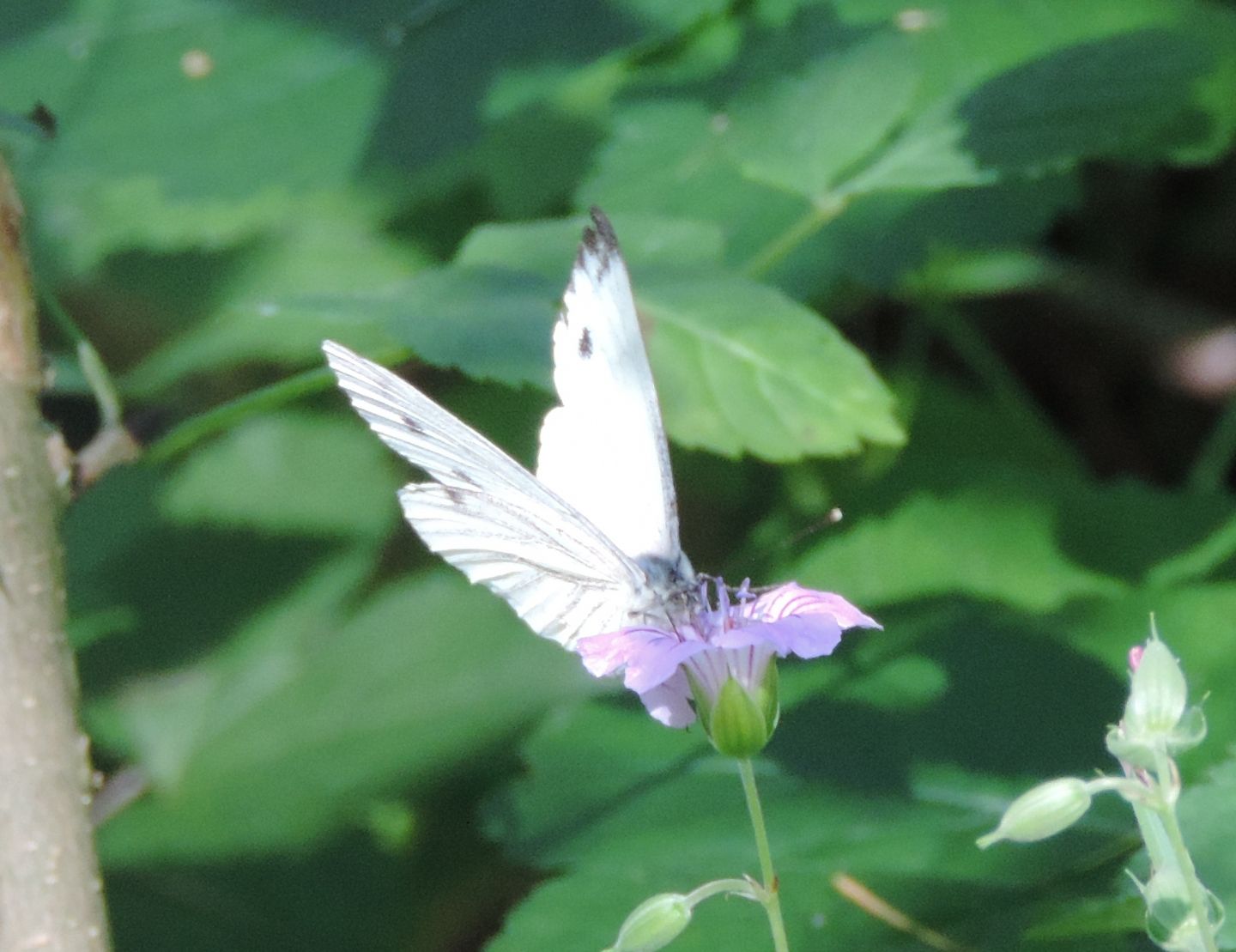 Pieris rapae?    No, Pieris napi, maschio