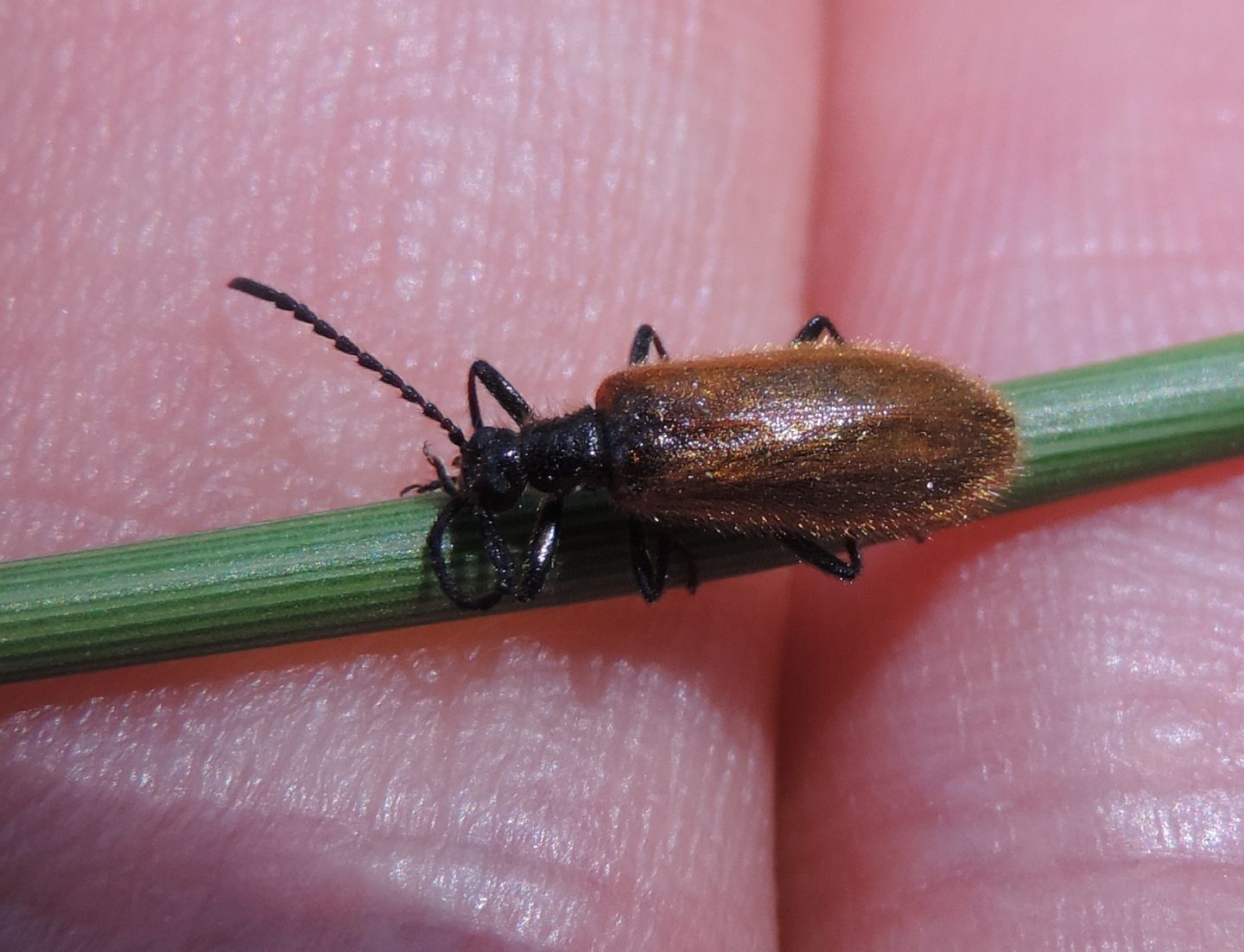 Tenebrionidae: Lagria hirta? S, maschio.