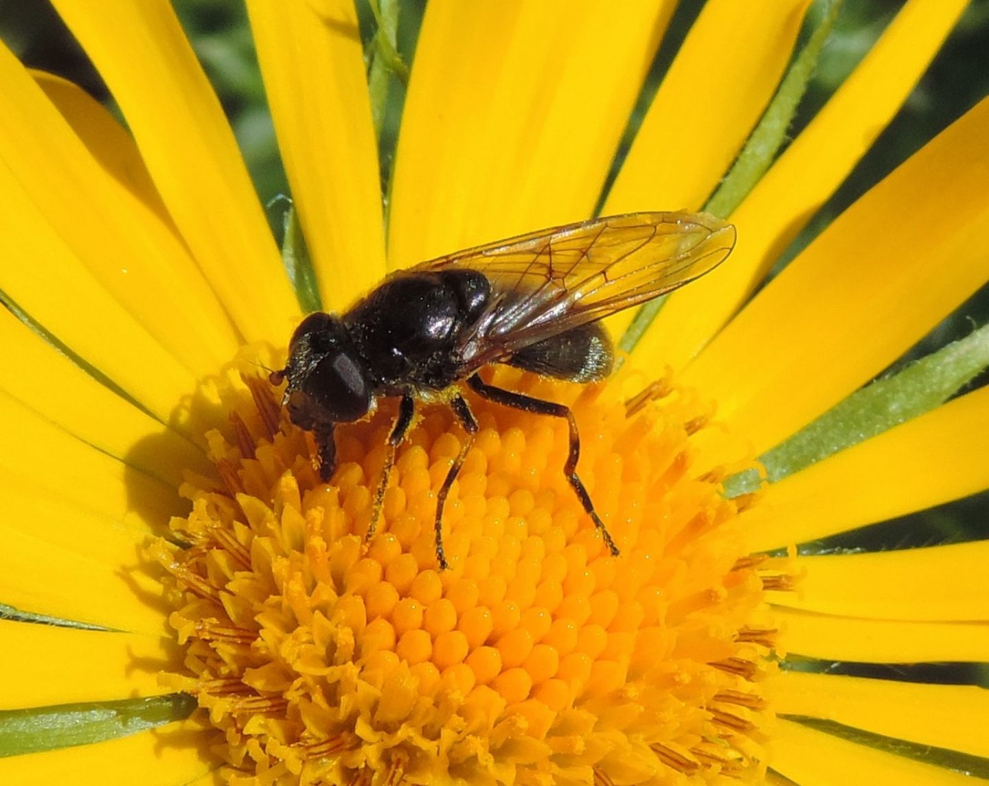 Cheilosia sp. (Syrphidae)