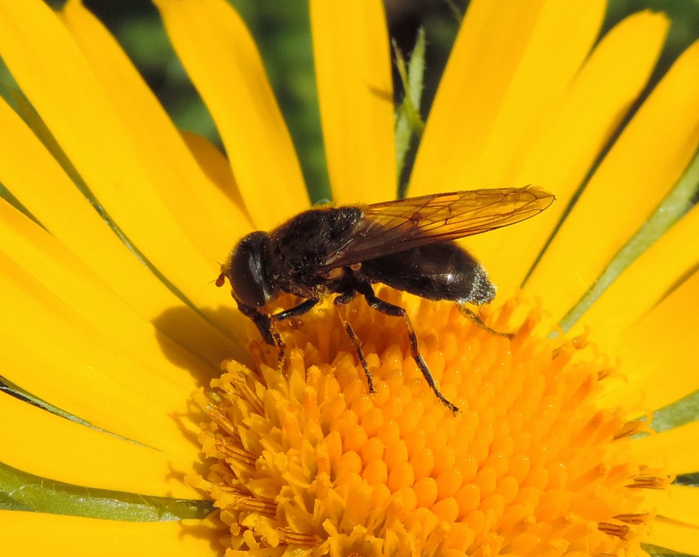 Cheilosia sp. (Syrphidae)