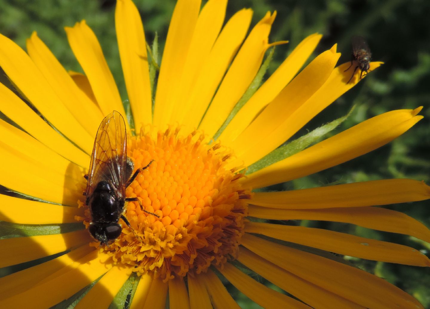 Cheilosia sp. (Syrphidae)