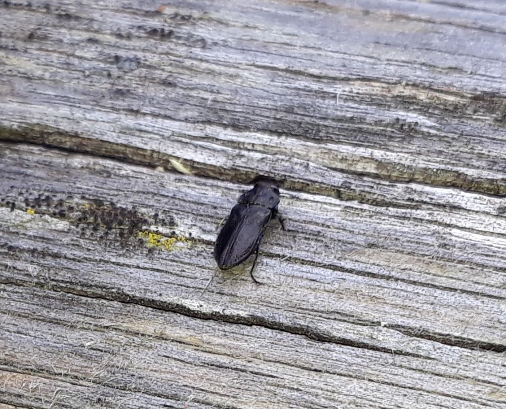 Buprestidae: Anthaxia cfr. quadripunctata quadripunctata