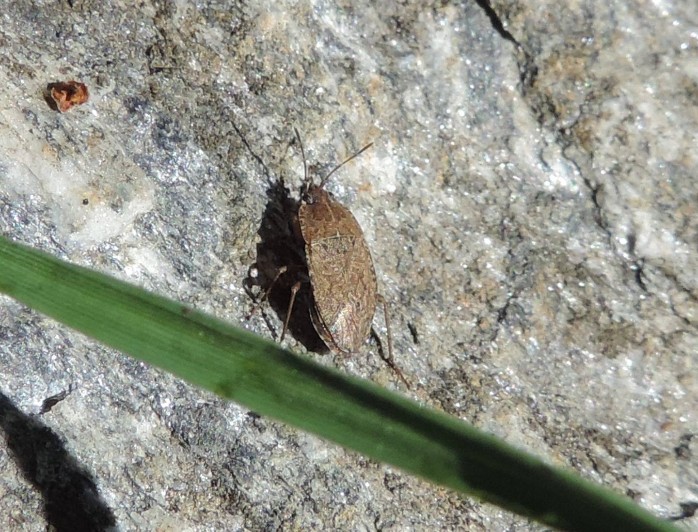 Lygaeidae: Emblethis sp.