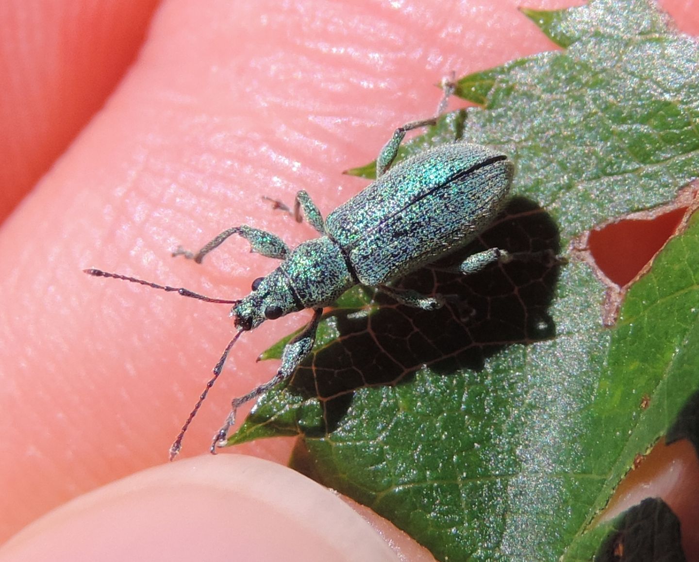 Curculionidae: Phyllobius arborator