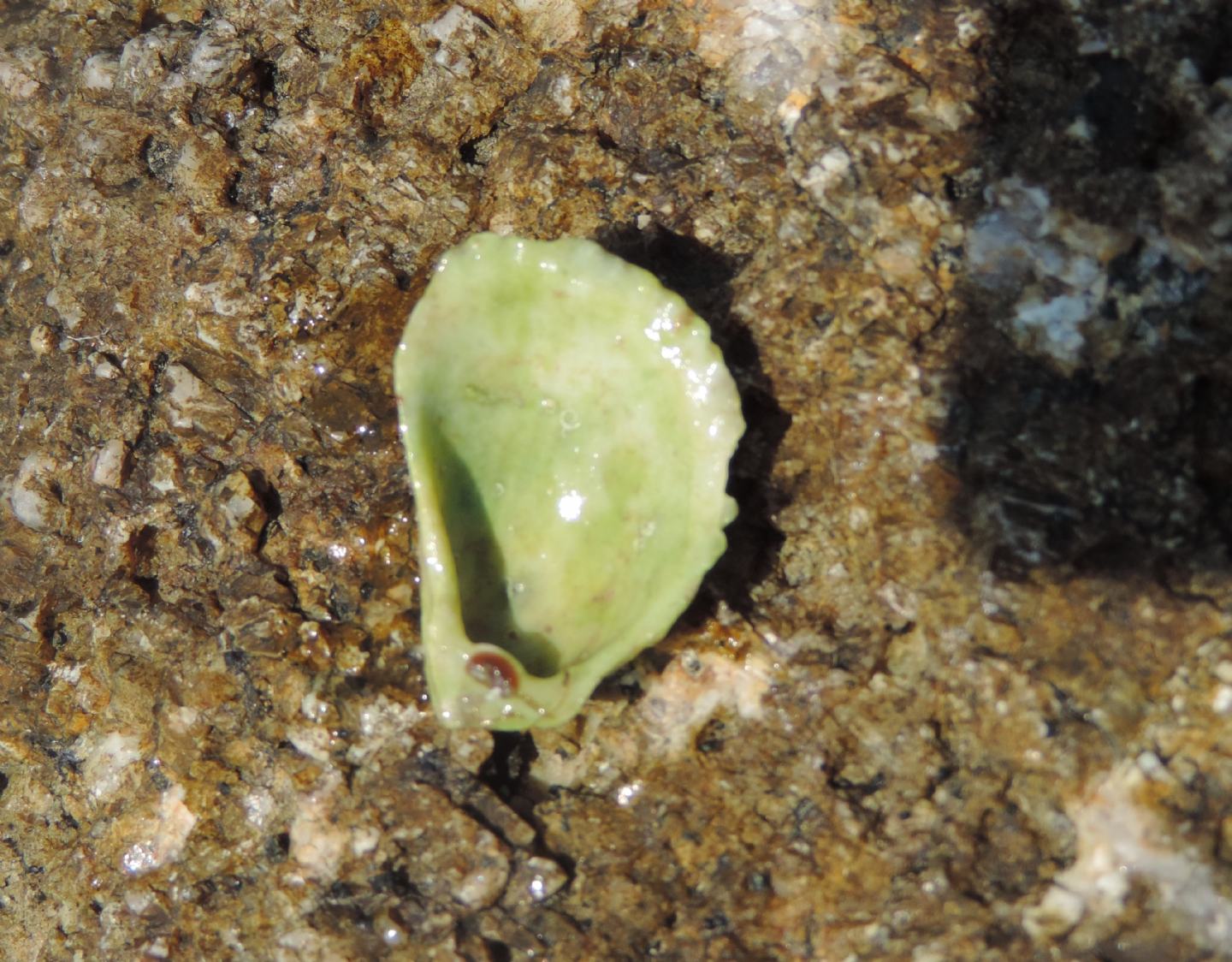 Mollusco corso da identificare