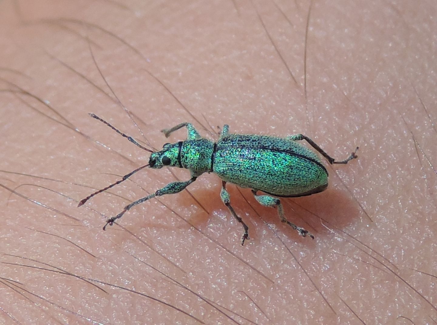 Curculionidae: Phyllobius arborator