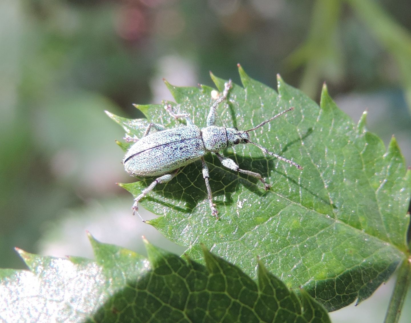 Curculionidae: Phyllobius arborator