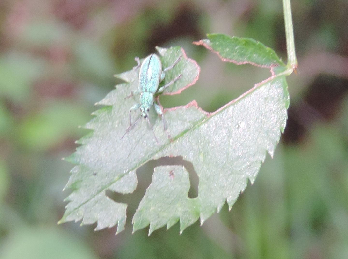 Curculionidae: Phyllobius arborator