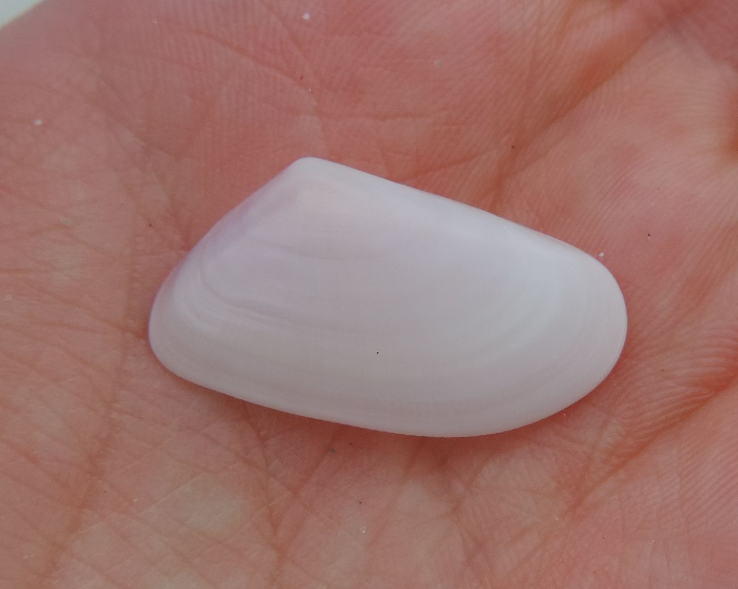 Donax? da identificare