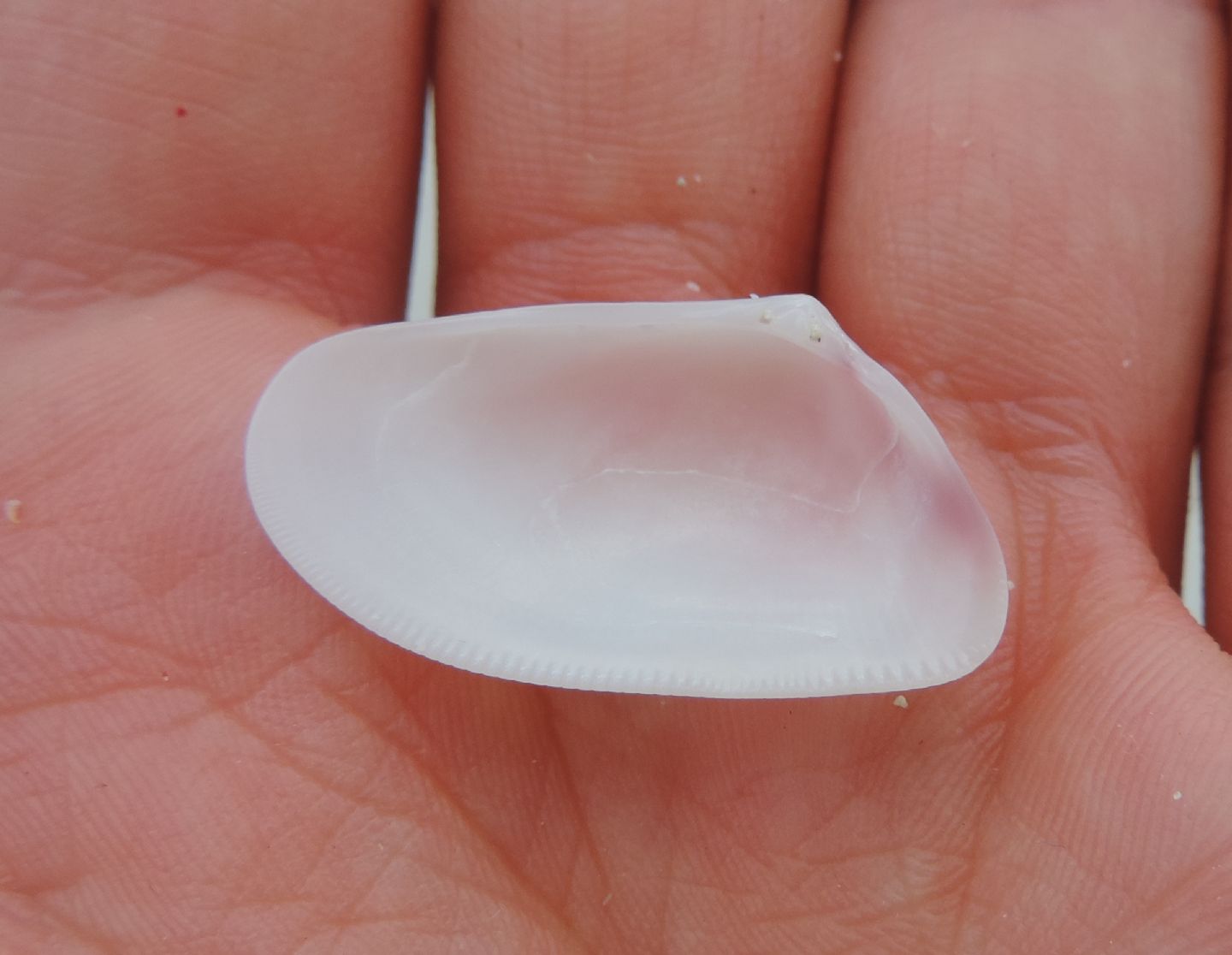 Donax? da identificare