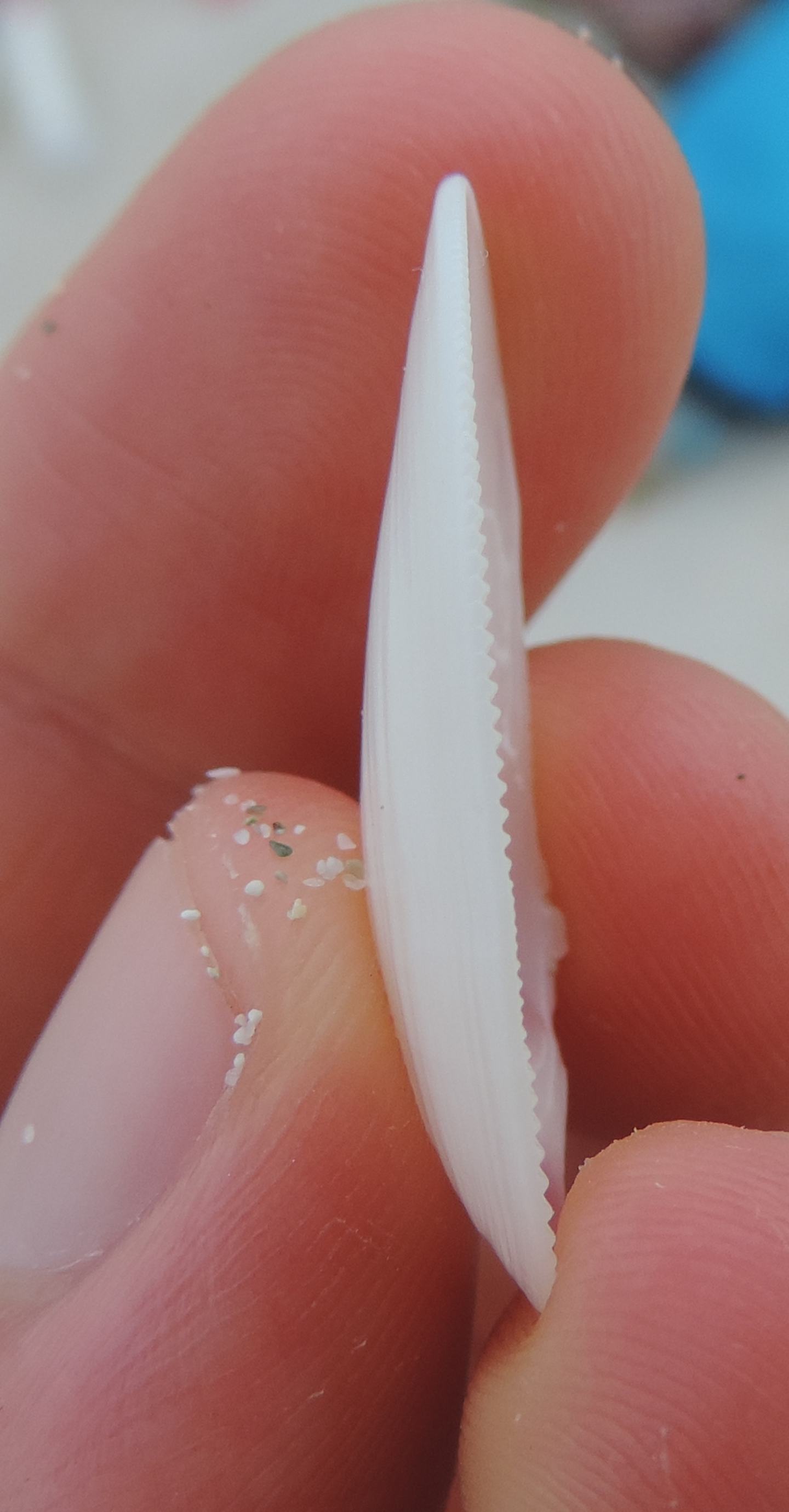 Donax? da identificare