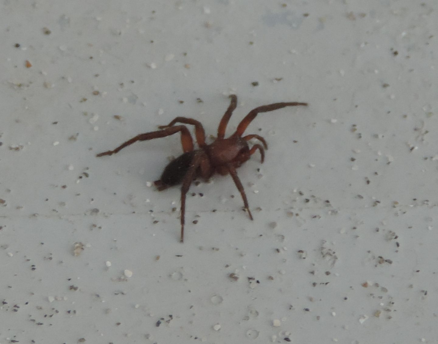Gnaphosidae 