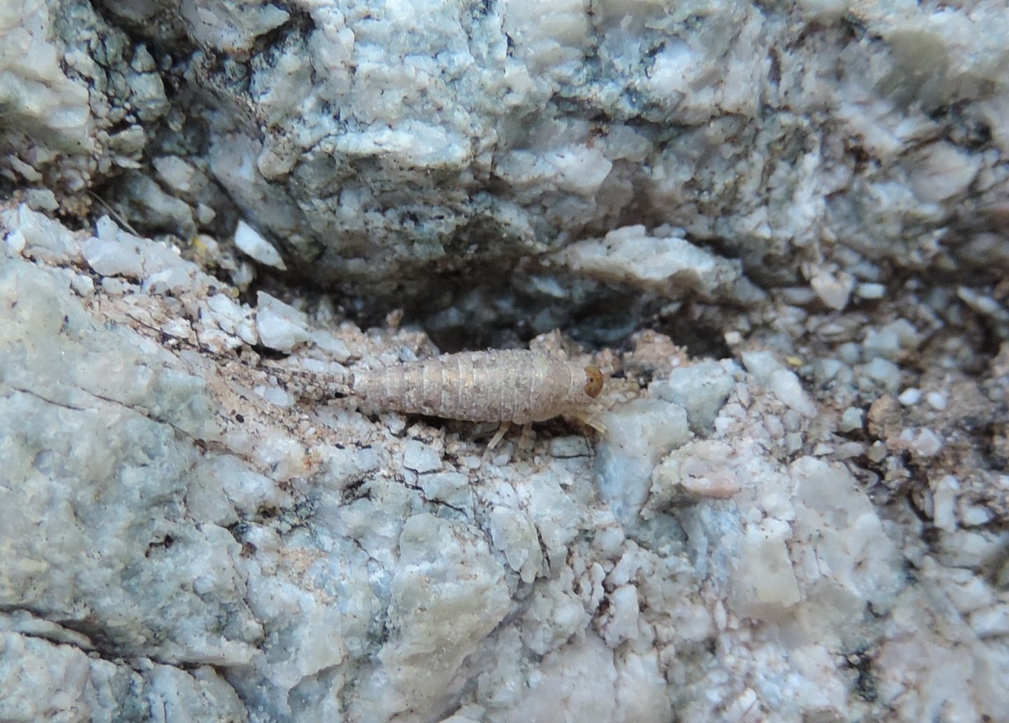 Machilinus rupestris?